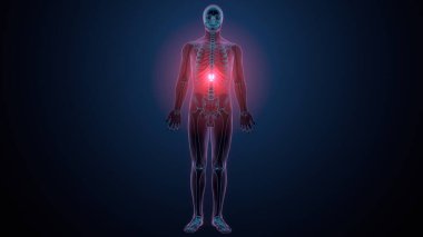 İnsan kafatası çene anatomisi. 3d hazırlayıcı