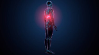 İnsan kafatası çene anatomisi. 3d hazırlayıcı