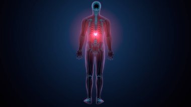 İnsan kafatası çene anatomisi. 3d hazırlayıcı