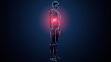 İnsan kafatası çene anatomisi. 3d hazırlayıcı