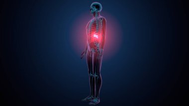 İnsan kafatası çene anatomisi. 3d hazırlayıcı