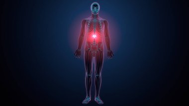 İnsan kafatası çene anatomisi. 3d hazırlayıcı