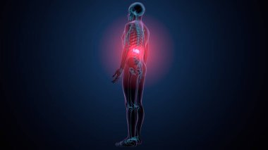 İnsan kafatası çene anatomisi. 3d hazırlayıcı