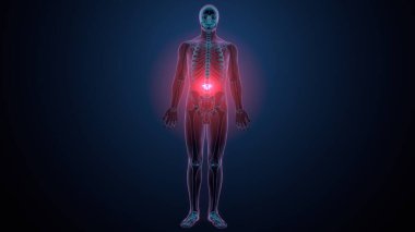 İnsan kafatası çene anatomisi. 3d hazırlayıcı