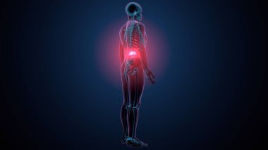 İnsan kafatası çene anatomisi. 3d hazırlayıcı