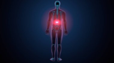 İnsan kafatası çene anatomisi. 3d hazırlayıcı