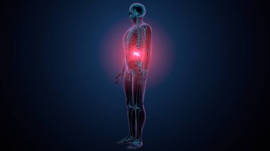 İnsan kafatası çene anatomisi. 3d hazırlayıcı