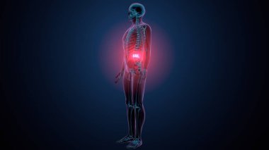 İnsan kafatası çene anatomisi. 3d hazırlayıcı