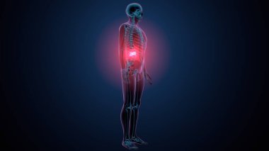 İnsan kafatası çene anatomisi. 3d hazırlayıcı