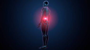 İnsan kafatası çene anatomisi. 3d hazırlayıcı