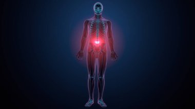 İnsan kafatası çene anatomisi. 3d hazırlayıcı