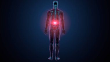 İnsan kafatası çene anatomisi. 3d hazırlayıcı