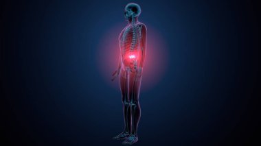 İnsan kafatası çene anatomisi. 3d hazırlayıcı