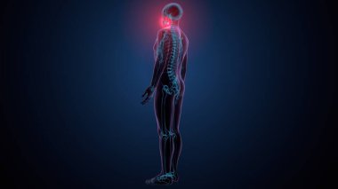 İnsan kafatası çene anatomisi. 3d hazırlayıcı