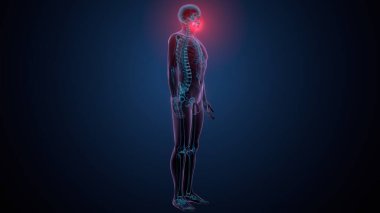 İnsan kafatası çene anatomisi. 3d hazırlayıcı