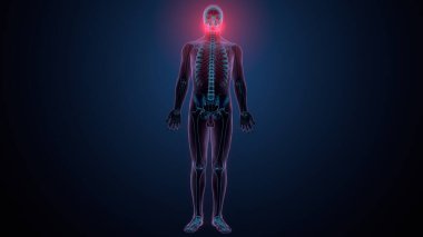 İnsan kafatası çene anatomisi. 3d hazırlayıcı