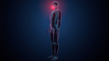 İnsan kafatası çene anatomisi. 3d hazırlayıcı