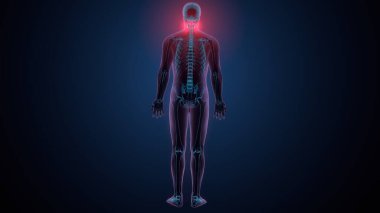 İnsan kafatası çene anatomisi. 3d hazırlayıcı