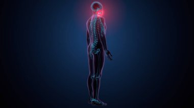 İnsan kafatası çene anatomisi. 3d hazırlayıcı