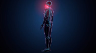 İnsan kafatası çene anatomisi. 3d hazırlayıcı