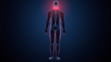 İnsan kafatası çene anatomisi. 3d hazırlayıcı