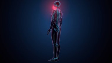 İnsan kafatası çene anatomisi. 3d hazırlayıcı