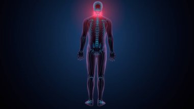 İnsan kafatası çene anatomisi. 3d hazırlayıcı