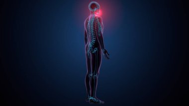 İnsan kafatası çene anatomisi. 3d hazırlayıcı