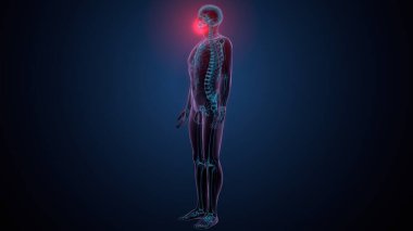 İnsan kafatası çene anatomisi. 3d hazırlayıcı