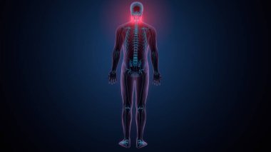 İnsan kafatası çene anatomisi. 3d hazırlayıcı