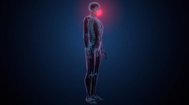 İnsan kafatası çene anatomisi. 3d hazırlayıcı