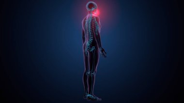 İnsan kafatası çene anatomisi. 3d hazırlayıcı