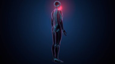 İnsan kafatası çene anatomisi. 3d hazırlayıcı