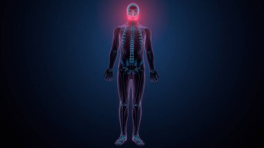 İnsan kafatası çene anatomisi. 3d hazırlayıcı