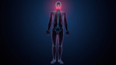 İnsan kafatası çene anatomisi. 3d hazırlayıcı