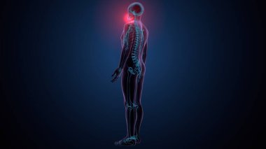 İnsan iskeleti köprücük kemiği anatomisi. 3d illüstrasyon