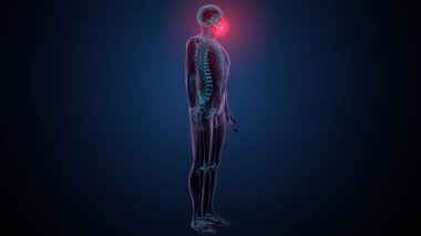 İnsan iskeleti köprücük kemiği anatomisi. 3d illüstrasyon