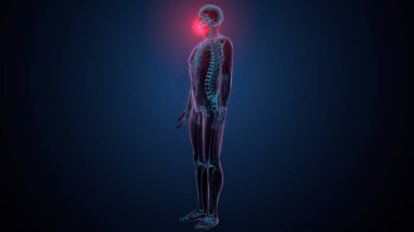 İnsan iskeleti köprücük kemiği anatomisi. 3d illüstrasyon