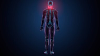 İnsan iskeleti köprücük kemiği anatomisi. 3d illüstrasyon