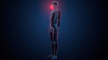 İnsan iskeleti köprücük kemiği anatomisi. 3d illüstrasyon