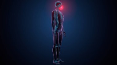 İnsan iskeleti köprücük kemiği anatomisi. 3d illüstrasyon