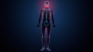 İnsan iskeleti köprücük kemiği anatomisi. 3d illüstrasyon