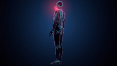 İnsan iskeleti köprücük kemiği anatomisi. 3d illüstrasyon