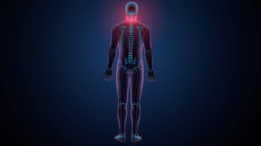 İnsan iskeleti köprücük kemiği anatomisi. 3d illüstrasyon