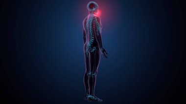 İnsan iskeleti köprücük kemiği anatomisi. 3d illüstrasyon