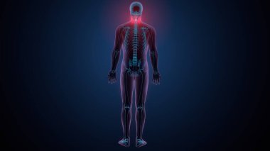 İnsan iskeleti köprücük kemiği anatomisi. 3d illüstrasyon