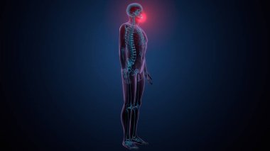 İnsan iskeleti köprücük kemiği anatomisi. 3d illüstrasyon