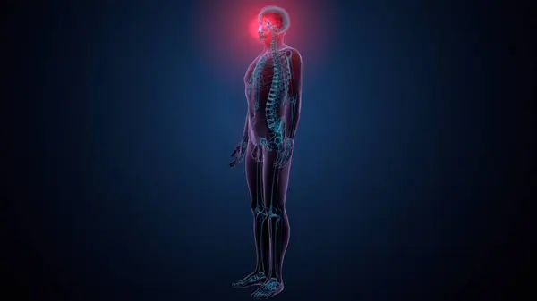 Tiroid hormonları. 3d illüstrasyon