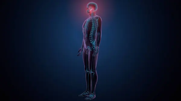 Tiroid hormonları. 3d illüstrasyon