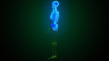 İnsan omurgası anatomisi. 3d hazırlayıcı